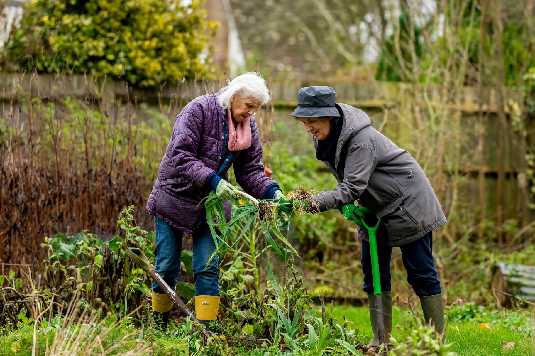Two older women gardening together in a community garden